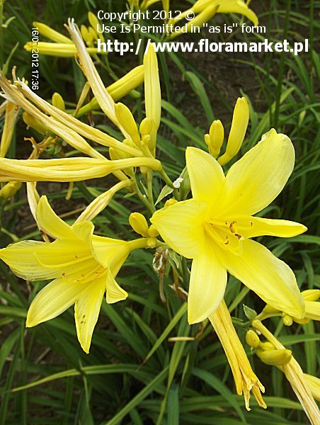 liliowiec ty '' Hemerocallis flava 