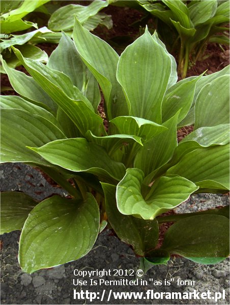 funkia bujna '' Hosta elata 