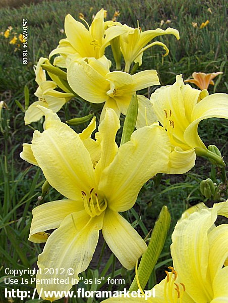 liliowiec  'Atlas' Hemerocallis  