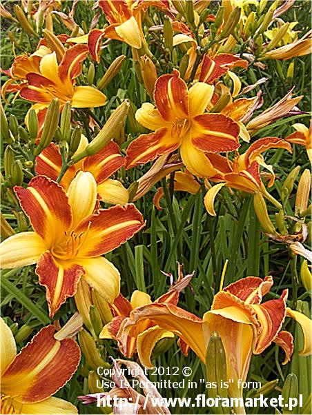 Hemerocallis  "Frans Hals" (liliowiec)