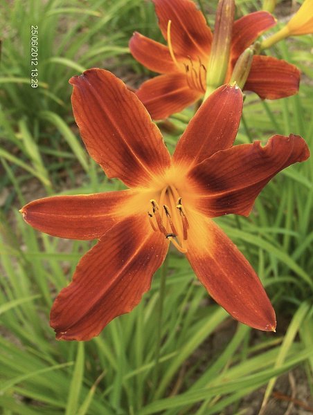 Hemerocallis  "Tejas" (liliowiec)