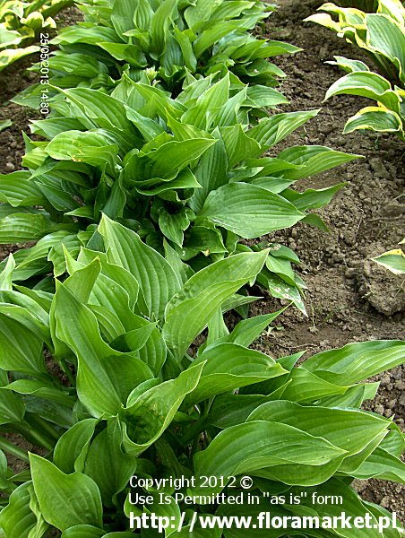 funkia pnokwiatowa '' Hosta tardiflora 