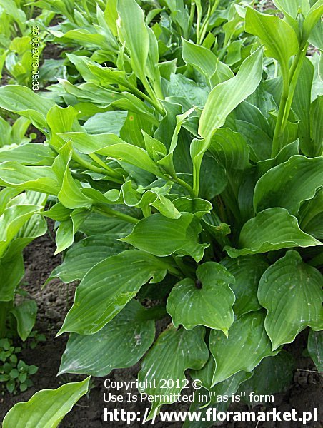 funkia zielona '' Hosta ventricosa 