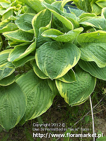 Hosta  "Christmas Tree" (funkia)