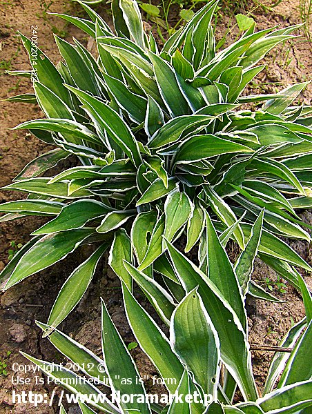 funkia  'Ginko Craig' Hosta  