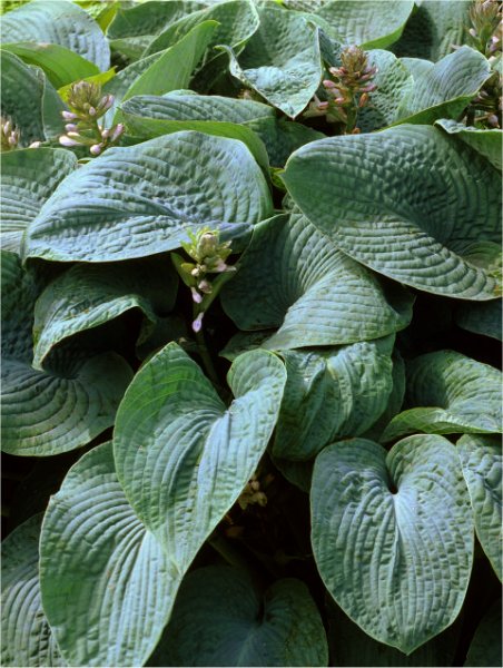 funkia  'Blue Angel' Hosta  