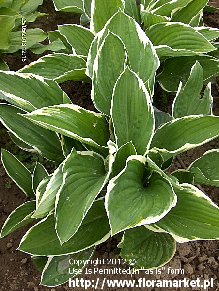 Hosta  "Francee" (funkia)