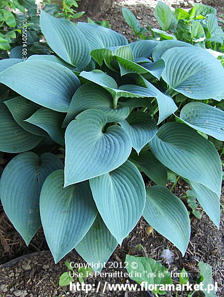 funkia  'Halcyon' Hosta  