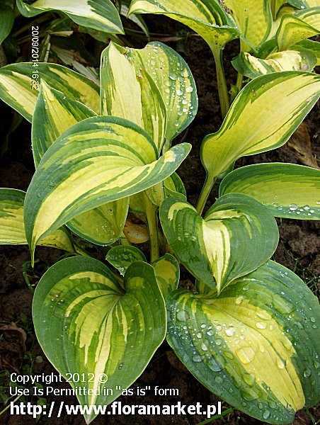 funkia  'Great Expectation' Hosta  