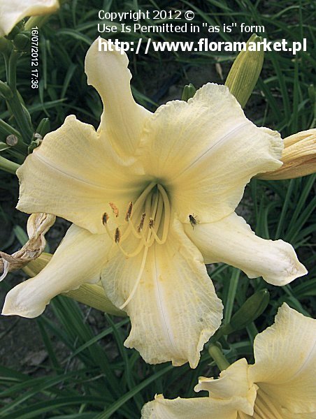 Hemerocallis  "Antigua" (liliowiec)