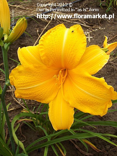 Hemerocallis  "By Myself" (liliowiec)