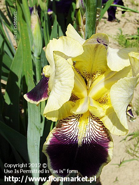 Iris barbata  "Vingolf" (kosaciec brdkowy)