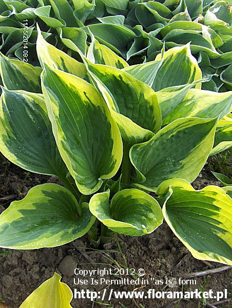 funkia  'Twilight' Hosta  