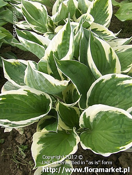 Hosta  "Minuteman" (funkia)