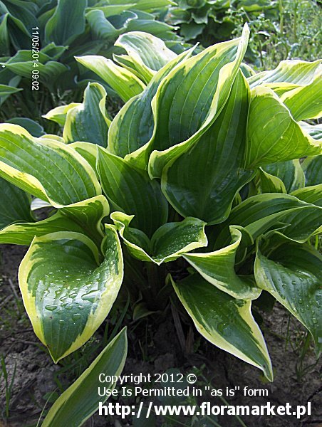 Hosta  "Queen Josephine" (funkia)