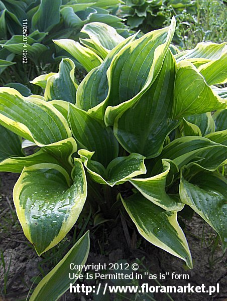 Hosta  "Queen Josephine" (funkia)