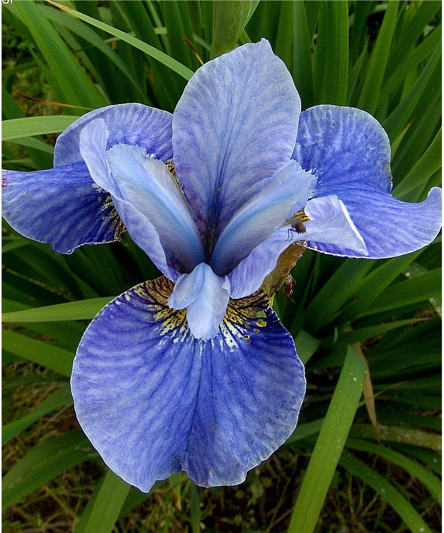 Iris sibirica  "Cambridge" (kosaciec syberyjski)