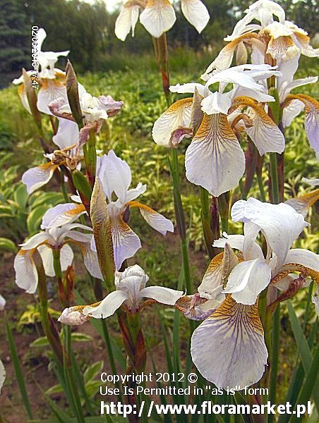 Iris sibirica  "Mrs. Rowe" (kosaciec syberyjski)