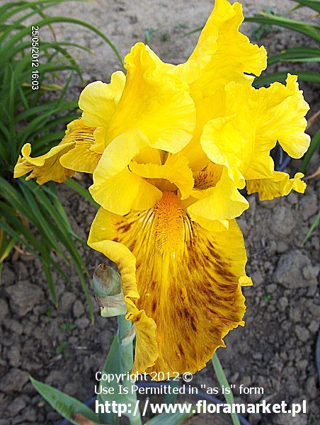Iris barbata  "West Coast" (kosaciec bródkowy)