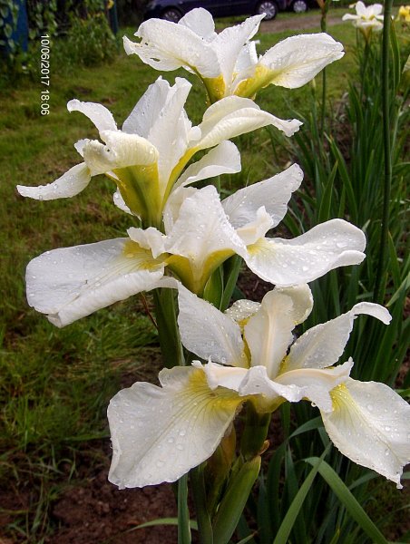 Iris sibirica  "White Swirl" (kosaciec syberyjski)