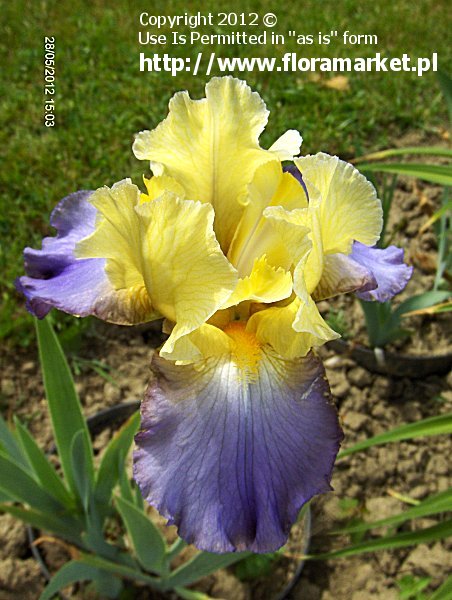 Iris barbata  "Edith Wolford" (kosaciec bródkowy)