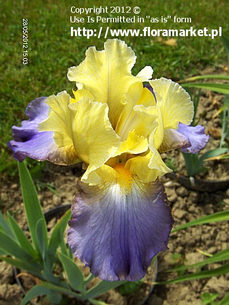 Iris barbata  "Edith Wolford" (kosaciec brdkowy)