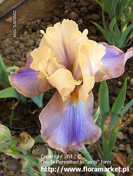 Iris barbata  "Lady Dawn" (kosaciec bródkowy)