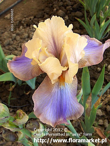 Iris barbata  "Lady Dawn" (kosaciec brdkowy)