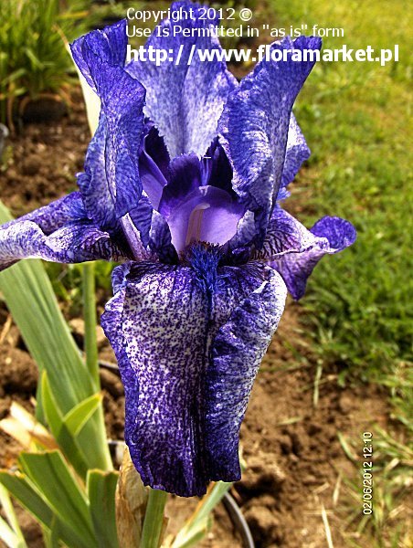 Iris barbata  "Purple Pepper" (kosaciec bródkowy)