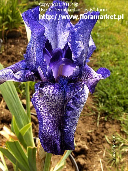 kosaciec brdkowy  'Purple Pepper' Iris barbata  irys