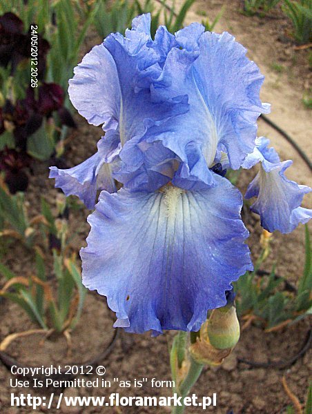 Iris barbata  "Victoria Falls" (kosaciec brdkowy)