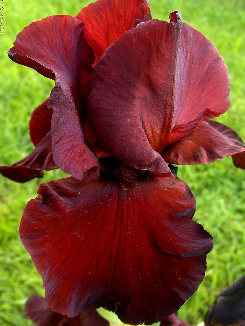 Iris barbata  "Sultan's Palace" (kosaciec bródkowy)