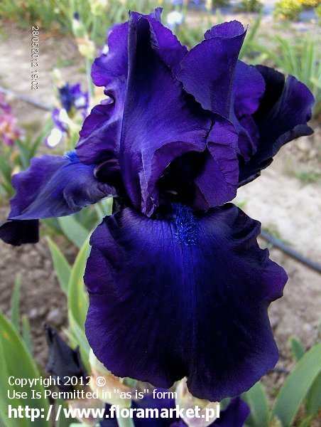 Iris barbata  "Night Owl" (kosaciec brdkowy)