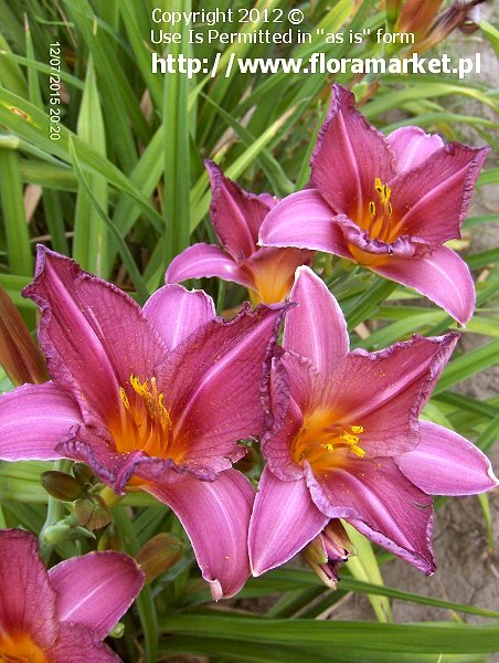 Hemerocallis  "Summer Wine" (liliowiec)