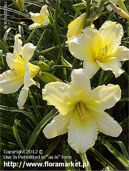 liliowiec  'White Formal' Hemerocallis  