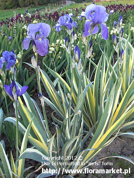 Iris pallida  "Aurea Variegata" (kosaciec ?)