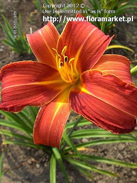 Hemerocallis  "Alan" (liliowiec)