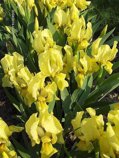 Iris barbata nana  "(¿ó³ty)" (kosaciec niski)