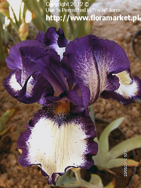 kosaciec brdkowy  'Going My Way' Iris barbata  irys