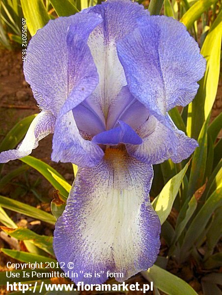 Iris barbata  "Hey Looky" (kosaciec brdkowy)