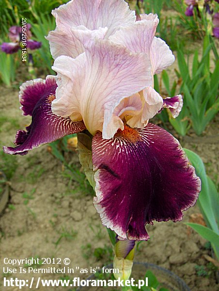 Iris barbata  "Latin Lover" (kosaciec brdkowy)