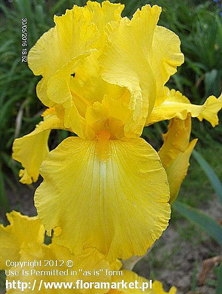 Iris barbata  "New Moon" (kosaciec bródkowy)