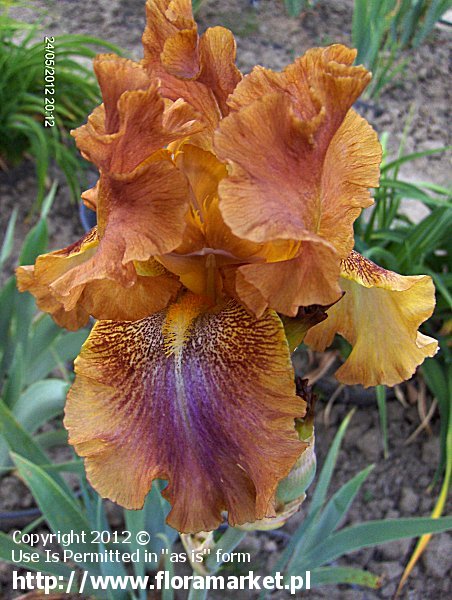 Iris barbata  "Autumn Leaves" (kosaciec brdkowy)