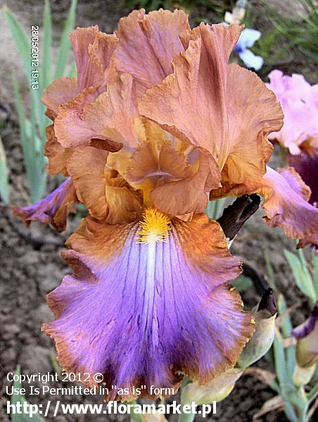 Iris barbata  "Afternoon Delight" (kosaciec bródkowy)
