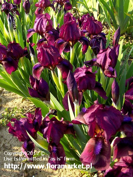 Iris barbata nana  "Nanny" (kosaciec niski)