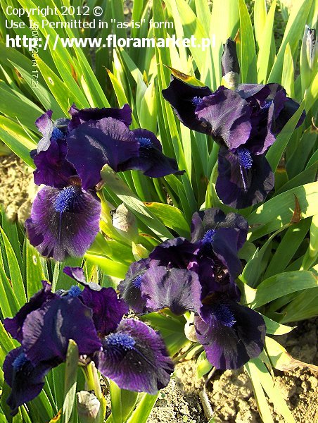 Iris barbata nana  "Michael Paul" (kosaciec niski)