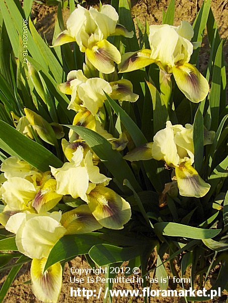 Iris barbata nana  "Clean Slate" (kosaciec niski)