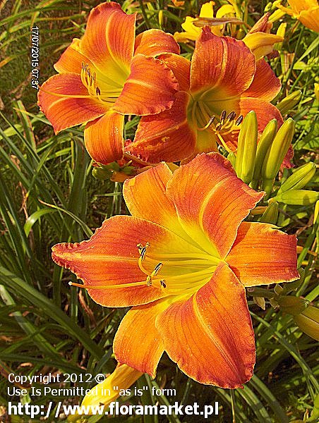 liliowiec  'Saucy Lulu' Hemerocallis  