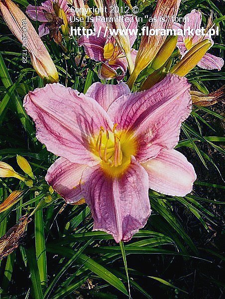 Hemerocallis  "Prairie Blue Eyes" (liliowiec)