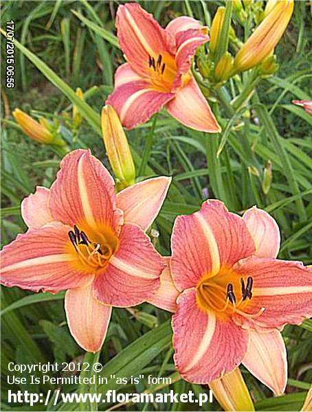 Hemerocallis  "Insenescence" (liliowiec)